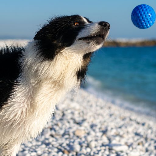 Let's play BALL - MINI