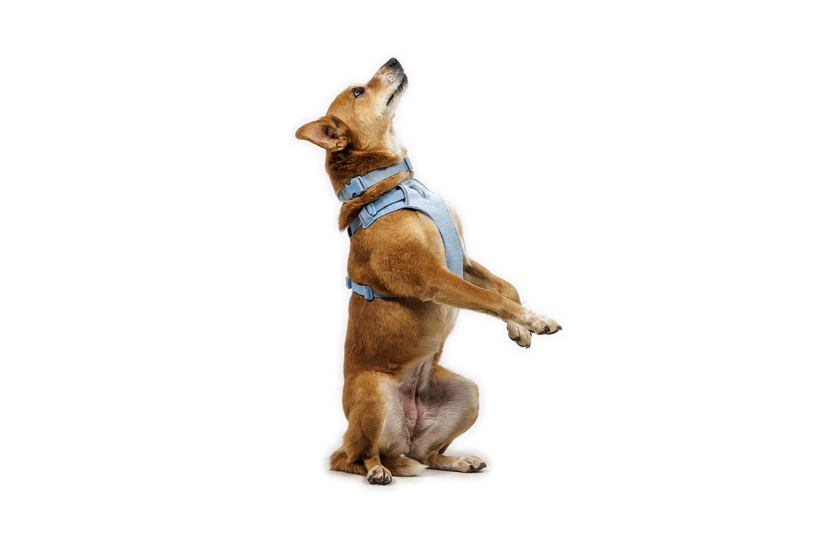 Front Range Flex Sele - Ruffwear Polar Blue