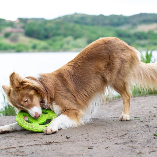 Let's play FRISBEE - MAXI