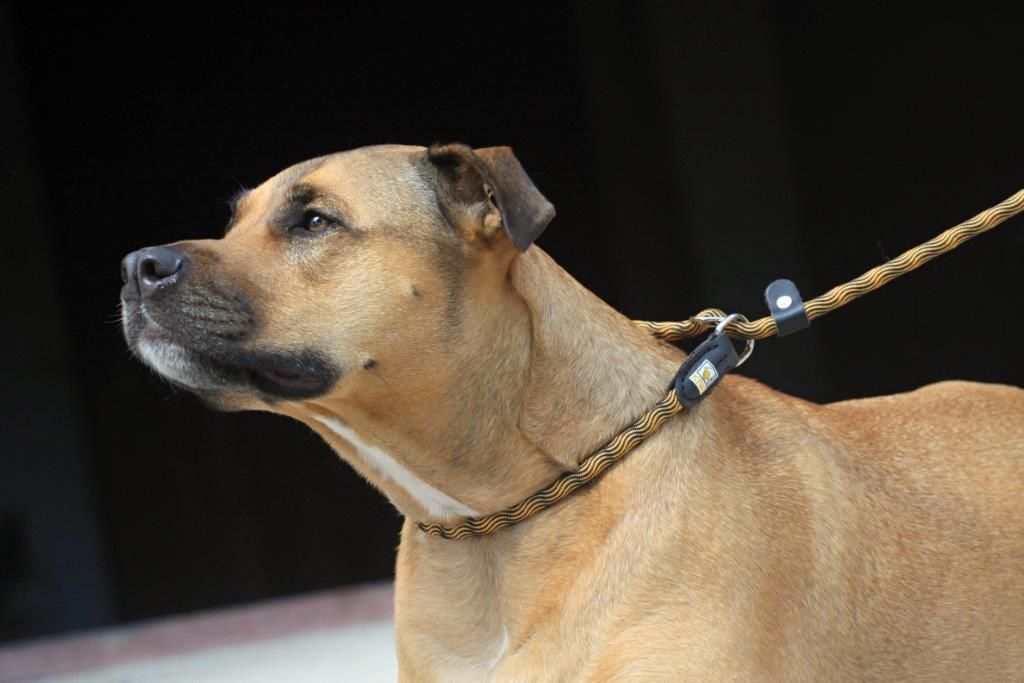 KIWI Walker 2in1 Hundesnor - Retriver line - BLÅ