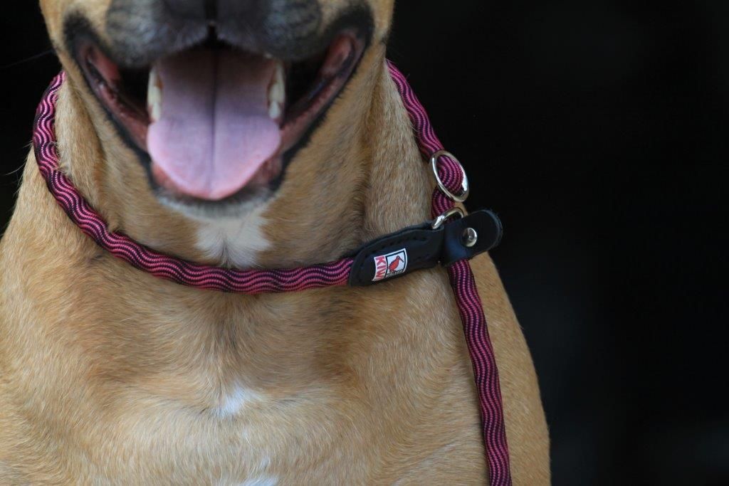 KIWI Walker 2in1 Hundesnor - Retriver line - BLÅ