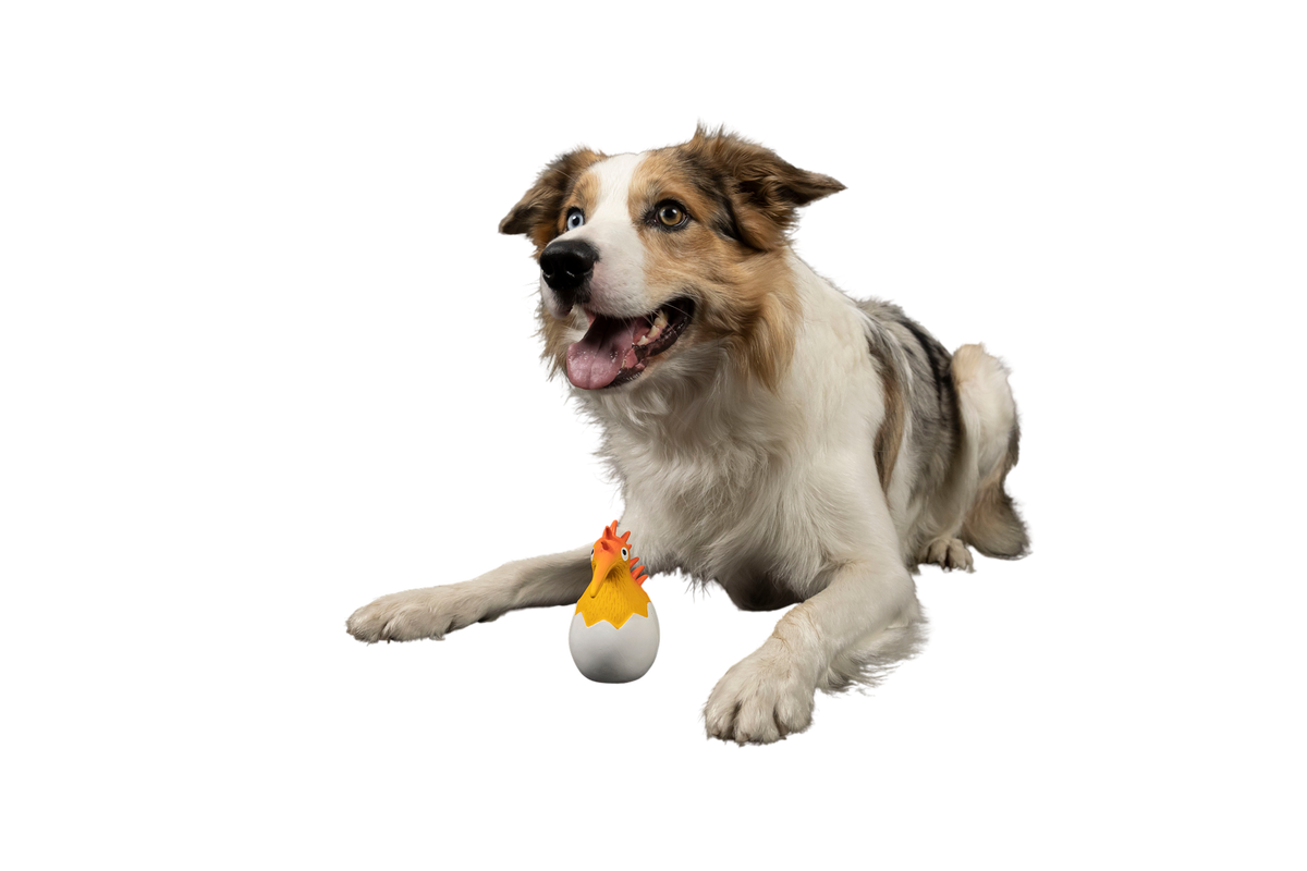 CARACTER Whistle Kiwi Baby - Orange