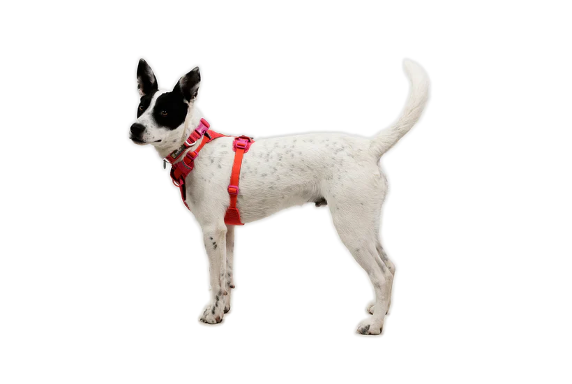 Front Range Flex halsbånd - Ruffwear Rose Violet