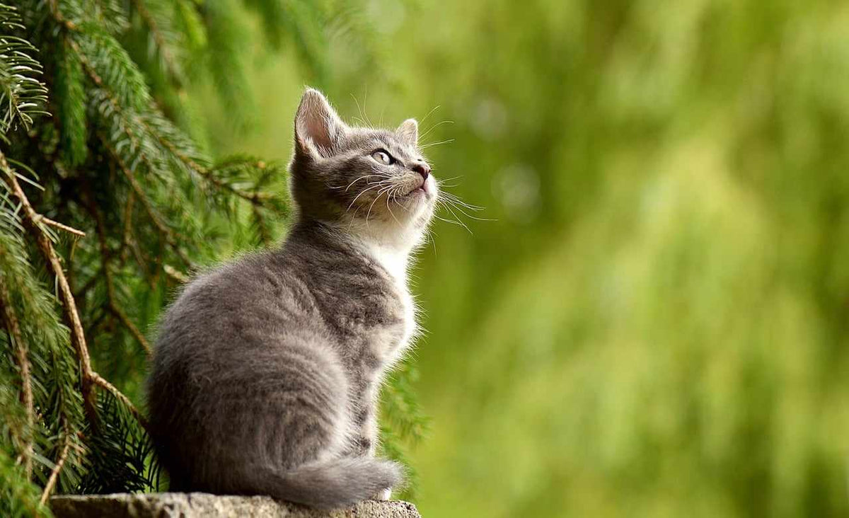 Chicopee Cat Classic Nature Line - New Life, Chicken