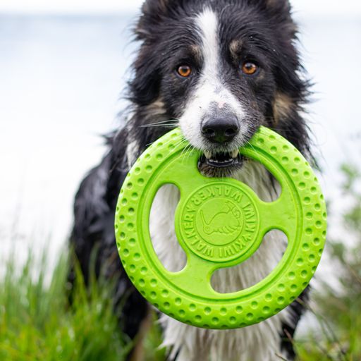 Let's play FRISBEE - MAXI