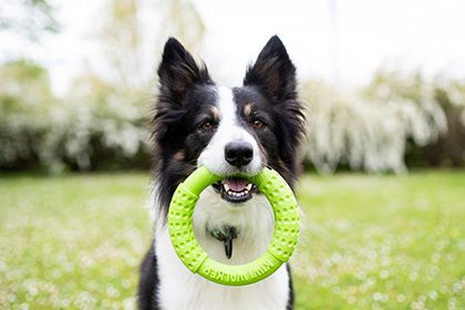 Let's play RING - mini