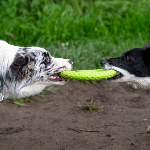 Let's play FRISBEE - MAXI
