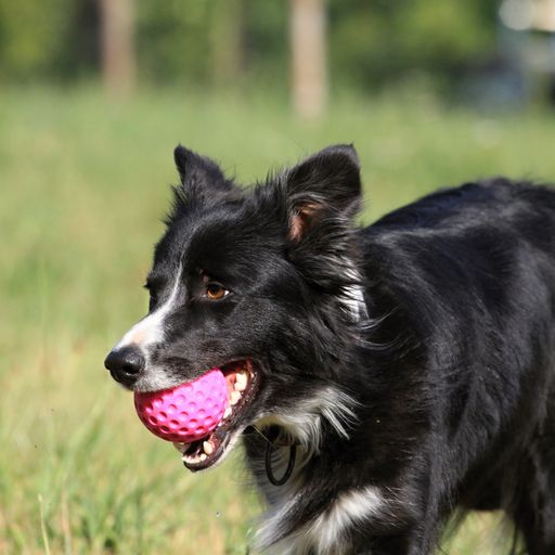 Let's play BALL  - MAXI